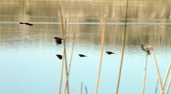 100227_Alchichica 051